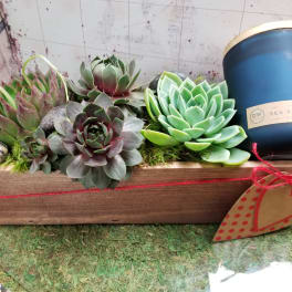 Succulent arrangement in a wooden box with a blue candle
