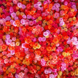 Dense wall of multicolored roses in pink, red, orange, and lavender