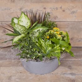 Mixed green plant arrangement in a gray bowl planter
