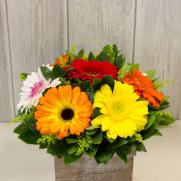 Colorful gerbera daisy arrangement in a rustic wooden box