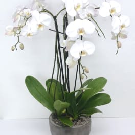 White orchid plant in a gray pot