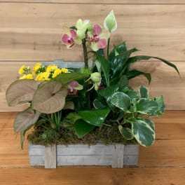 Mixed potted arrangement with orchids, yellow blooms, and assorted foliage in a wooden planter