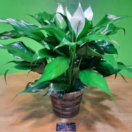 Potted peace lily with white blooms in a woven basket