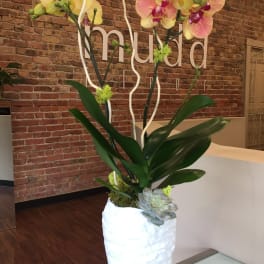 Tall orchid arrangement in a white vase with succulents