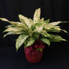 Exotic Potted Plant