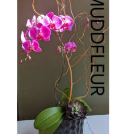 Fuschia Infusion Gift Orchid single double or triple