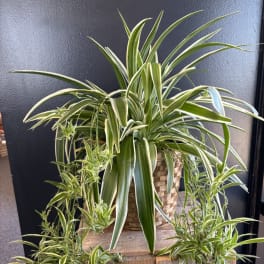 Variegated spider plant in a woven basket planter