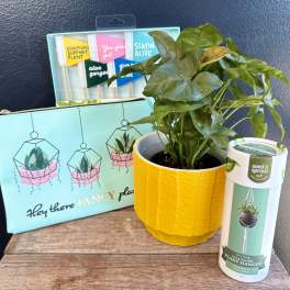 Potted green plant in a yellow pot with a plant hanger and gift bag