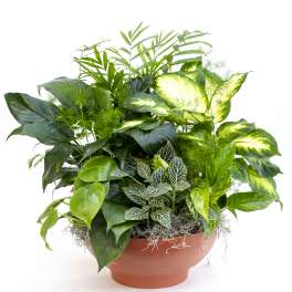 Assorted green houseplants arranged in a low terracotta bowl planter