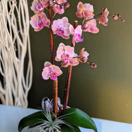 Pink orchids in a white pot with broad green leaves