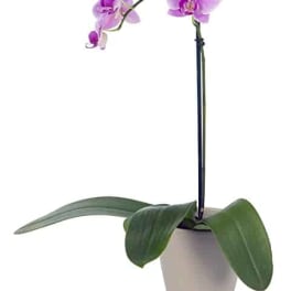 Potted orchid with purple blooms in a beige container