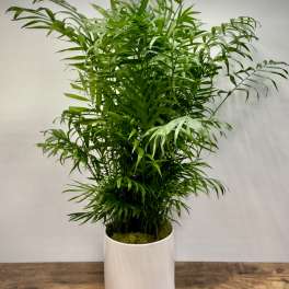 Tall potted palm plant in a white container