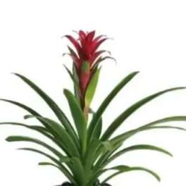 Potted bromeliad plant with a red flower spike