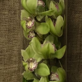 Green orchid stems in a tall glass vase with white stones