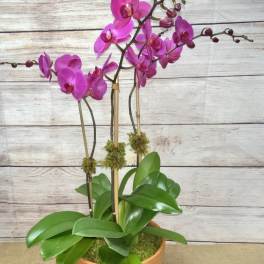 Potted orchid plant with bright pink blooms in a terracotta pot