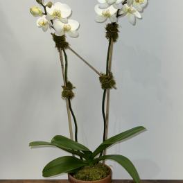 Double Phalaenopsis Orchid