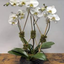 White orchid plant in a black ribbed pot