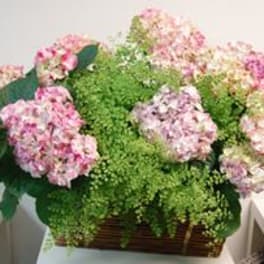 Pink Hydrangeas With A Blooming Plant - My Beverly Hills Florist