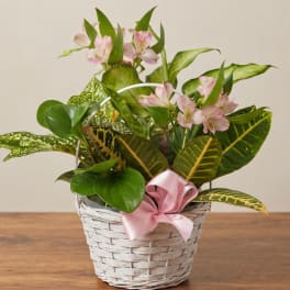 Pink flowers in a white wicker basket with a pink ribbon