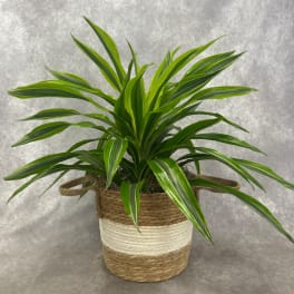 Potted green dracaena plant in a woven basket-style container