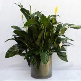Large peace lily arrangement in a ribbed metal container