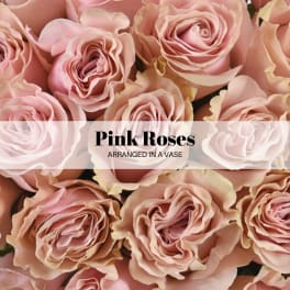 Close-up of pink roses arranged together