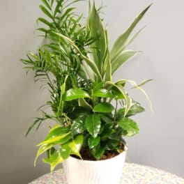 Mixed green houseplant arrangement in a white pot
