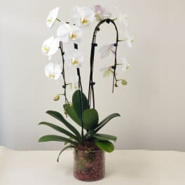White orchid plant in a clear glass pot