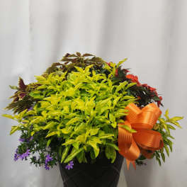 Mixed potted plant arrangement with an orange ribbon bow in a black container