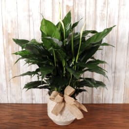 Lush green potted plant with white blooms in a patterned white pot tied with a burlap bow