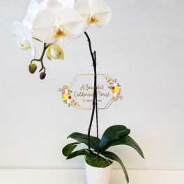 White orchid plant in a white pot