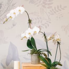 White orchids in ceramic pots with a candle on a wooden table
