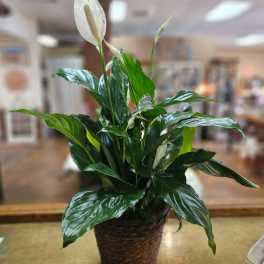 Potted peace lily with white blooms in a woven basket planter