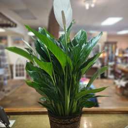 Peace lily plant with a white bloom in a woven pot on a counter