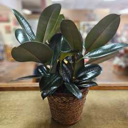Potted rubber plant with glossy dark green leaves in a woven basket