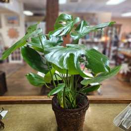 Potted green houseplant with large glossy split leaves in a woven brown basket on a countertop.