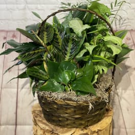 Basket of assorted green houseplants in a woven container