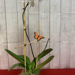 White orchid plant in a wooden container with a butterfly accent