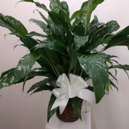 Potted green plant with glossy leaves and a white ribbon bow