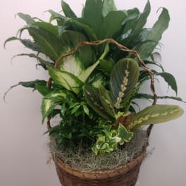 Basket of assorted green houseplants with patterned leaves