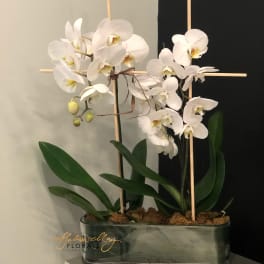 Two Pure White Orchids