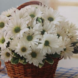 White daisies arranged in a wicker basket