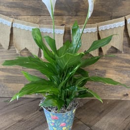 Peace Lily