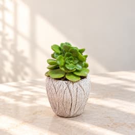 Potted green succulent in a textured white ceramic pot