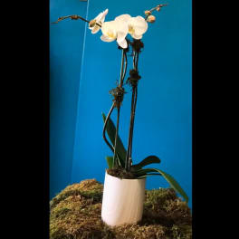 White orchid plant in a white pot against a blue background