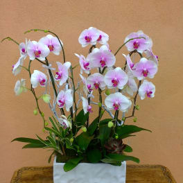 White and pink orchids arranged in a white rectangular planter