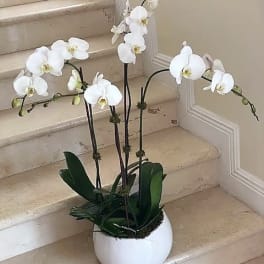 Tall white phalaenopsis orchid plant in a round white pot on indoor stone steps