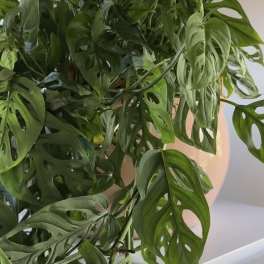 Dense green houseplant with perforated leaves in a white pot