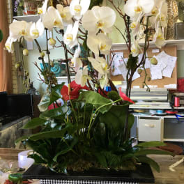 Tall orchid arrangement with white blooms and glossy green leaves in a decorative container