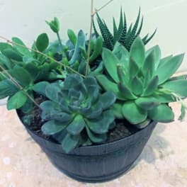 Potted succulent arrangement in a black container
